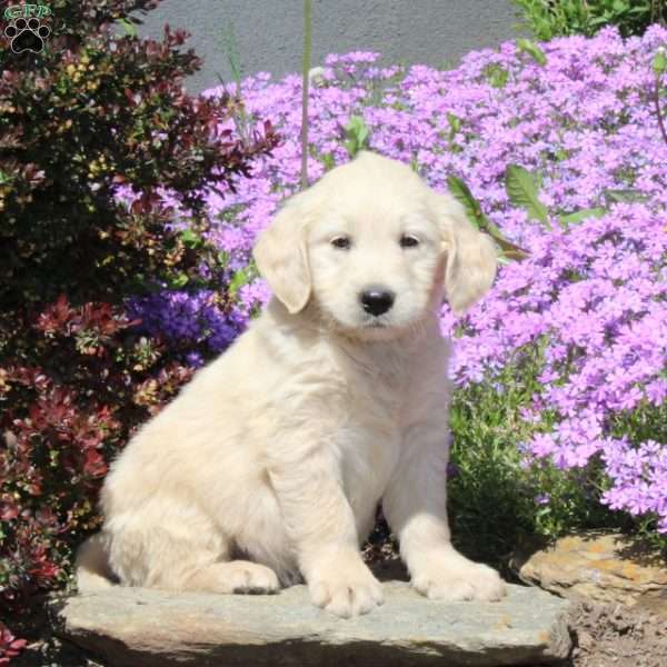 Rex, Goldendoodle Puppy